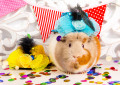 Fun Festive Guinea Pig