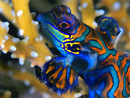 Exotic Mandarinfish on Coral