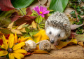 African Pygmy Hedgehog