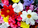 Bright Summer Flowers