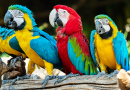 Macaw Parrots