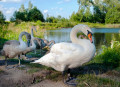 Swans on the Lake