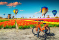 Hot Air Balloons over Tulip Fields