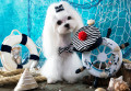 Maltese Lapdog Sailor