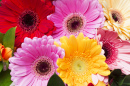 Bright Multicolored Gerberas