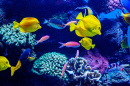 Tropical Fish Swimming among Corals