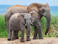 African Elephants