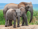 African Elephants