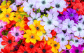 Colorful Flowers