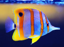 Copperband Butterflyfish