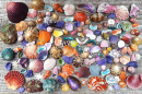 Colorful Seashells