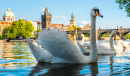 Charles Bridge and Vltava River in Prague