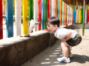 Child Feeds a Goat at the Zoo