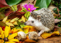 African Pygmy Hedgehog