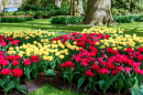 Beautiful Garden of Colorful Flowers