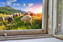 Sheep in the Alps Mountains, Switzerland