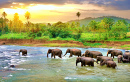 Elephants in the River