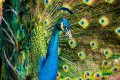 A Male Peacock Showing His Feathers