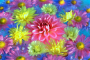 Chrysanthemum Flowers