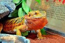 A Central Bearded Dragon