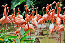 Caribbean Flamingos