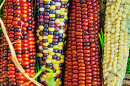 Rainbow Corn