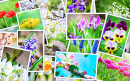 Many Pictures of Flowers