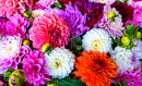 Dahlia and Chrysanthemum Bouquet