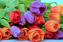 Fresh Red, Orange and Violet Tulips