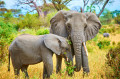 Mother and Baby Elephants in Africa