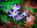 Crocus Flowers in Battersea Park