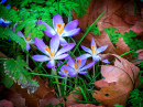 Crocus Flowers in Battersea Park