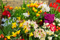 Spring Flowers at a Street Shop