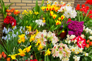 Spring Flowers at a Street Shop