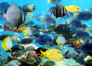 Fish School in the Caribbean Sea, Mexico