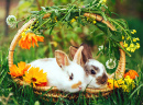 Cute Baby Bunnies in a Basket