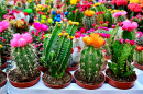 Succulents in the Pot