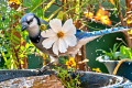 Bluejay in the Bird Bath