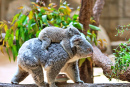 Mother Piggybacks the Baby Koala