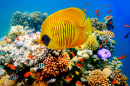 Tropical Fish on a Coral Reef