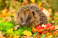 European Hedgehog and a Fly Agaric