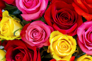 Beautiful Roses