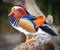 Mandarin Duck