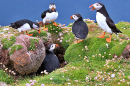 Atlantic Puffins on the Cliffs of Fair Isle