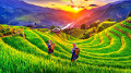 Rice Terraces in Mu Cang Chai, Vietnam