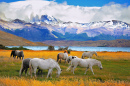 Beautiful Horses in Torres del Paine National Park