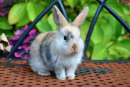 Beautiful Bunny on a Bench in a Garden