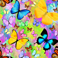 Colorful Tropical Butterflies