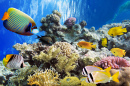 Tropical Fish and Corals in the Red Sea