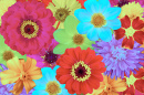 Bright Flowers Close-Up